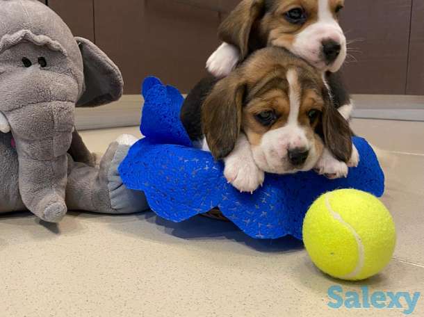 Бигль, фотография 2