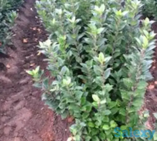 Подвой для яблони 