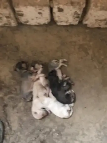 щенки, фотография 2