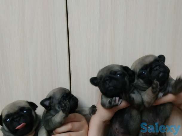 продам щенков породы мопс, фотография 1