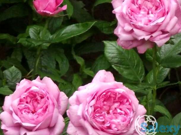 Роза шанталь мерье, гийо, фотография 1