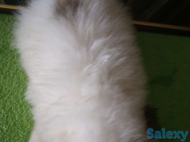 Продам мальчишек шпицов, фотография 11