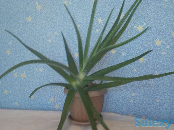 Продам не дорого Алоэ-столетник, фотография 1