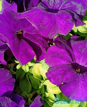 Рассада петунии, фотография 7