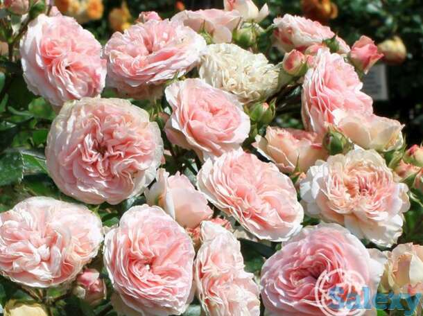 Роза Ордер флорибунда, фотография 1