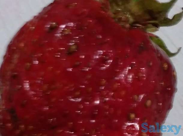 Продам таёжную землянику крупноплодная!привезена, фотография 10