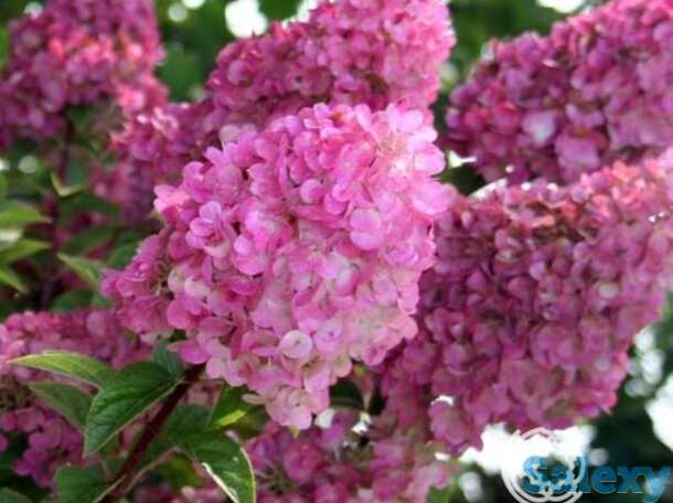 Гортензия сандей фрайз, фотография 1