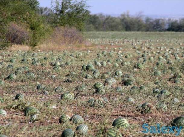 Арбузы! Оптом! С поля!, фотография 2