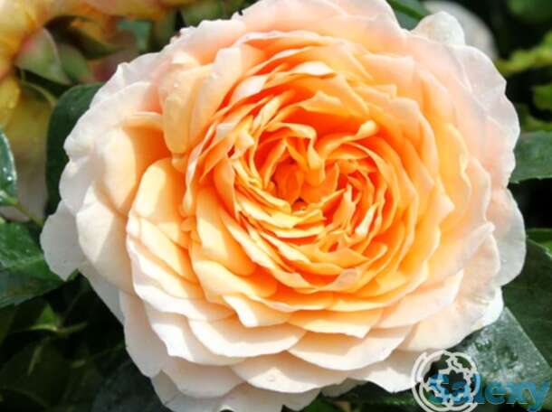 Роза джинджер силлабаб, харкнесс, фотография 1