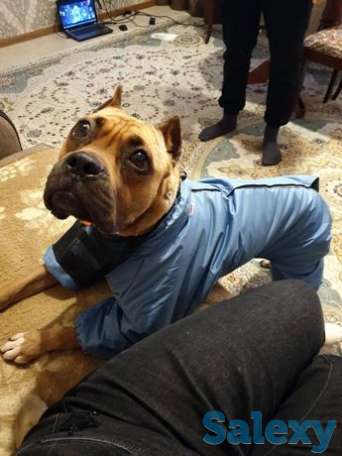 Боксер мальчик 2 года в добрые руки, фотография 1