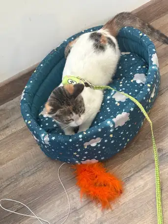 Кошечка в добрые руки, фотография 2