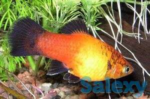 Пецилия, фотография 1