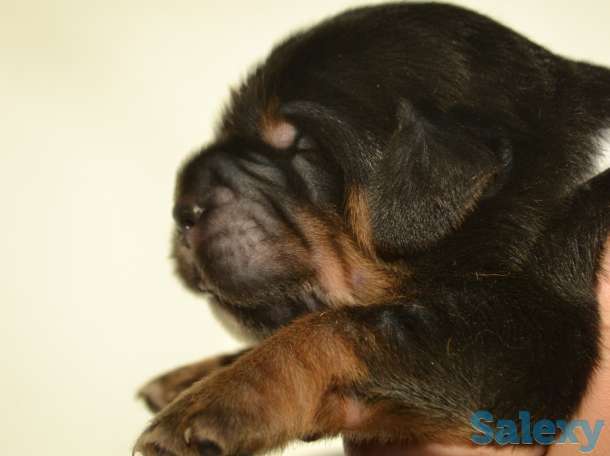 Щенки Тибетского Мастифа питомника Аймако, фотография 1