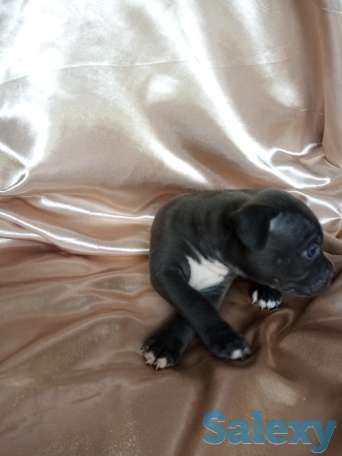 Открыт резерв щенков американского питбуль терьера, фотография 5