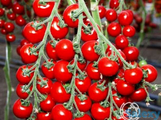 Семена Томат Дюймовочка 0.05г, фотография 1