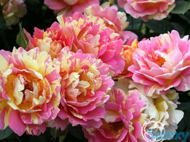 Роза роз де cистерсьян, дельбар, фотография 1