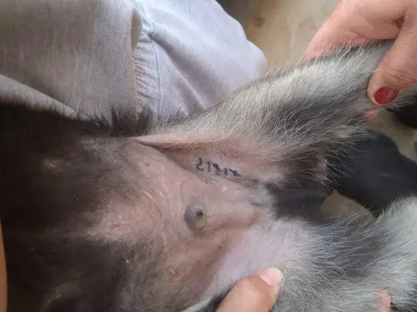 Продам щенков восточно-европейской овчарки, фотография 3