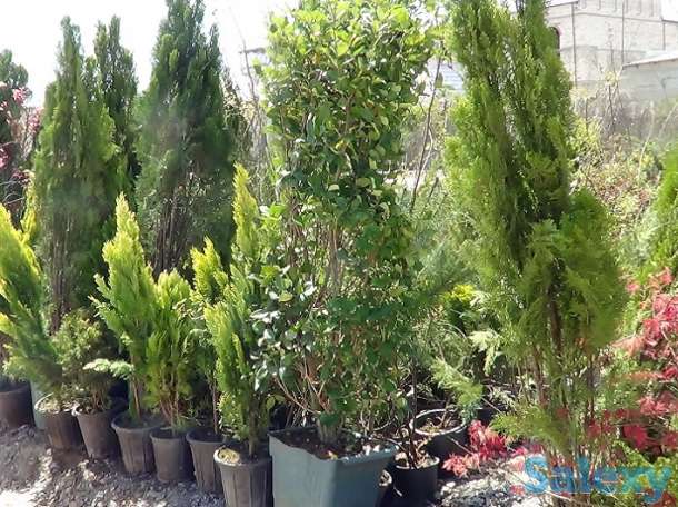 Озеленение, саженцы, хвойные деревья, удобрения, фотография 8