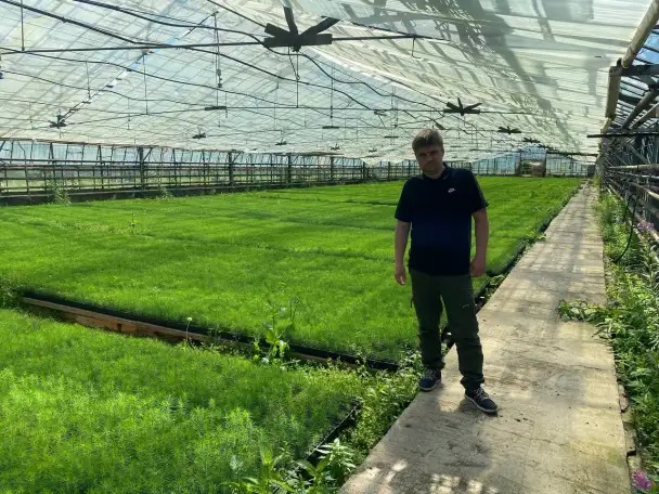 Семена сосны обыкновенной, фотография 3