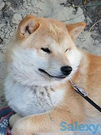 Собака Шиба-ину, фотография 1