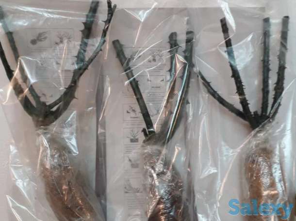 Саженец розы чайно - гибридные среднерослые Сербия, фотография 6