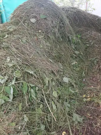 Продам свежескошенное сено., фотография 3