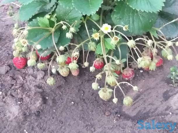 Саженцы клубники, фотография 1