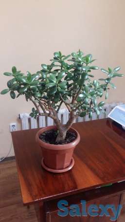 Комнатные цветы Фикус, драцена, денежное дерево, фотография 3