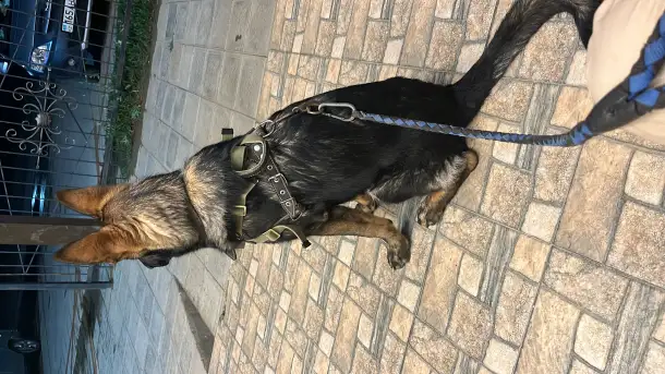 Немецкая овчарка, фотография 5