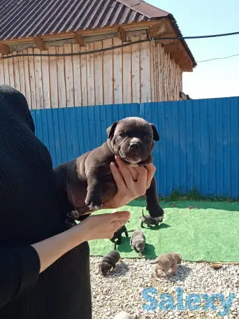 Продам щенков Американского булли Pocket, фотография 3