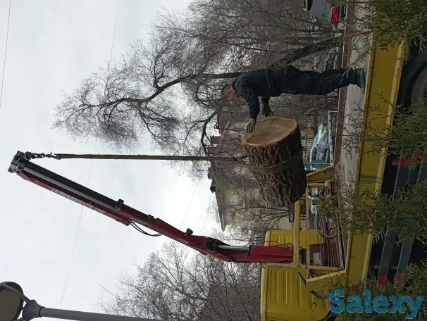 Спил, сруб деревьев, обрезка, кронировка, выкорчевка пней, фотография 3