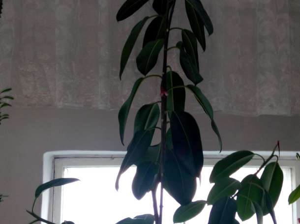 Домашние и офисные цветы, фотография 3