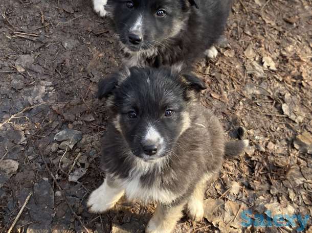 Щенки в добрые руки, фотография 3