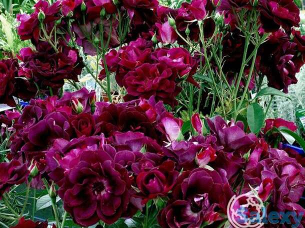 Роза бургунди айс, фрайер, фотография 1