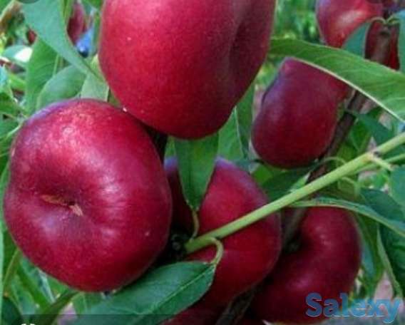 Саженец нектарина 