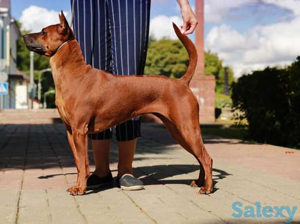 Щенки Тайского риджбека, фотография 11