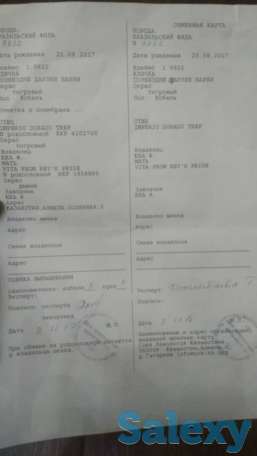 Бразильский мастиф, фотография 2