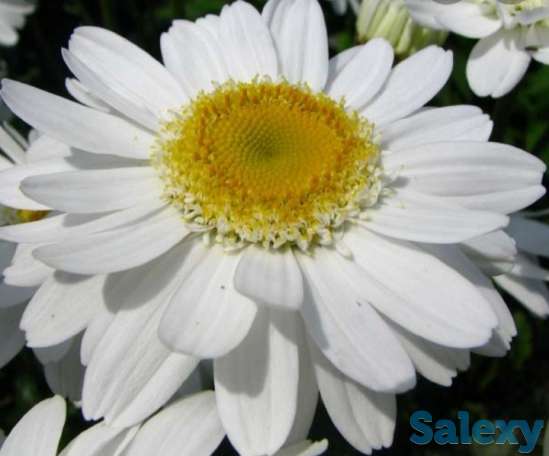 Ромашка крупноцветковая., фотография 1