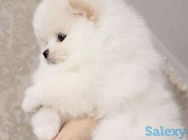 Красивая, пушистая прелесть., фотография 7