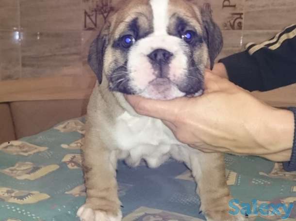 Английский бульдог, фотография 2