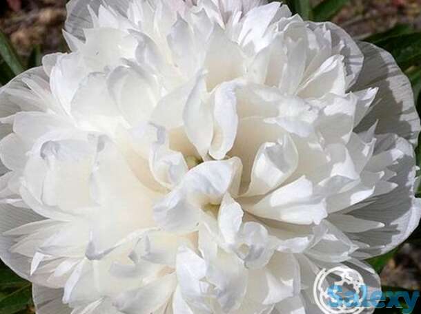 Пион лекарственный альба плена, фотография 1