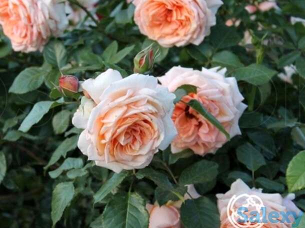 Роза Критик плетистая, фотография 1