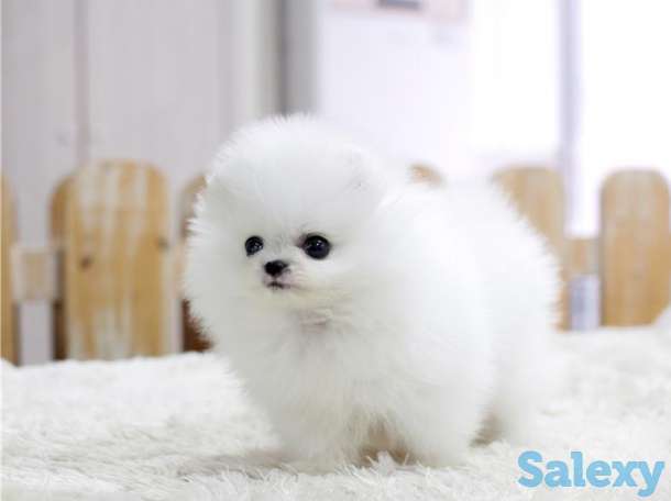 померанские щенки, фотография 1