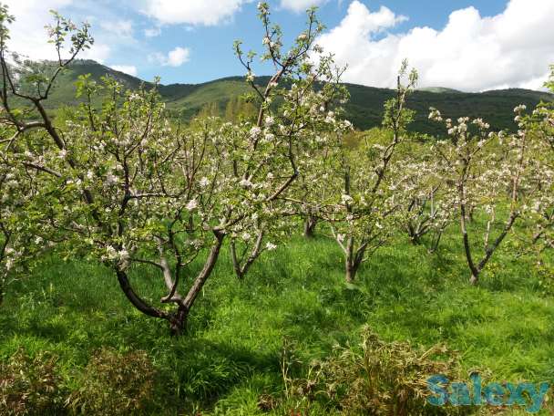 Плодовый сад, КХ, фотография 8
