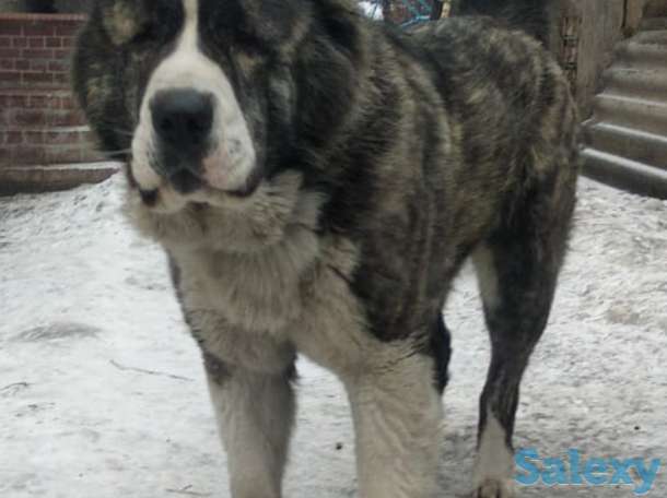 Продам щенков алабая, фотография 4