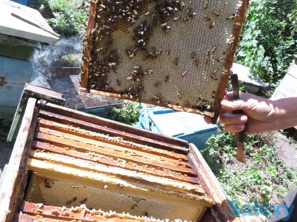 мед, фотография 1