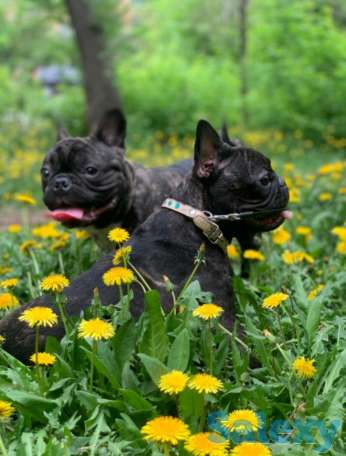 Французский бульдог щенки, фотография 1