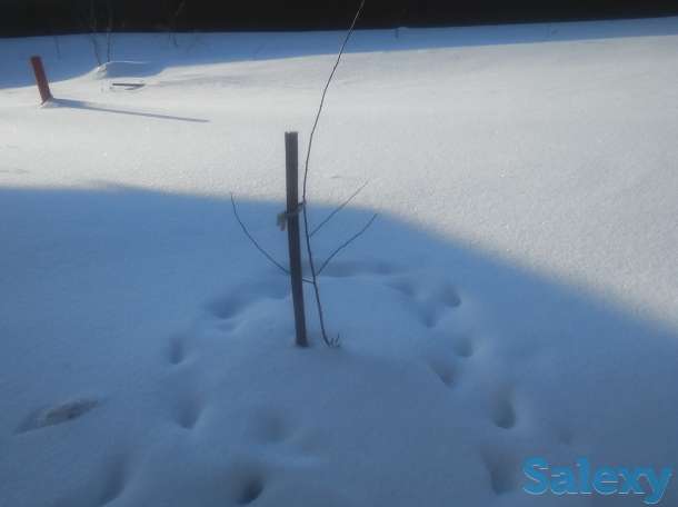 Слива культурная оптом и в розницу, фотография 1