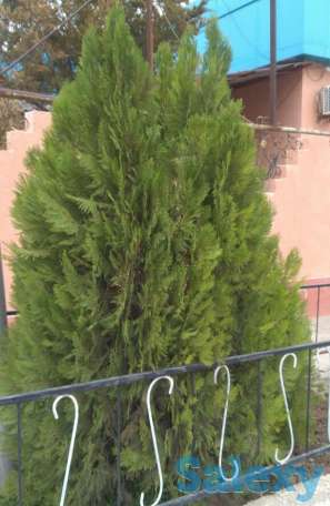 Саженцы -Туя 0,8 - 1 м, фотография 5