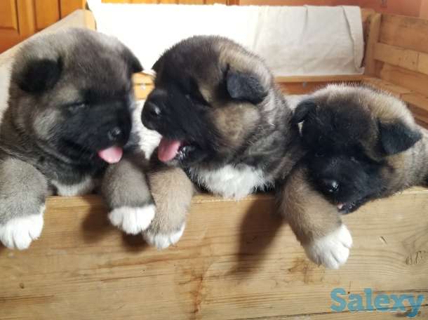 продам щенков Американская акита, фотография 8